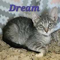 Thumbnail photo of Dream #2