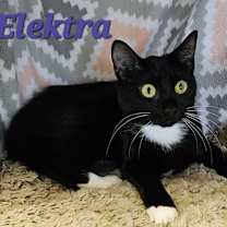 Thumbnail photo of Elektra #1