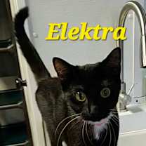 Thumbnail photo of Elektra #3