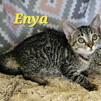 Thumbnail photo of Enya #1