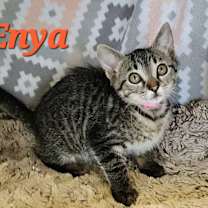 Thumbnail photo of Enya #2