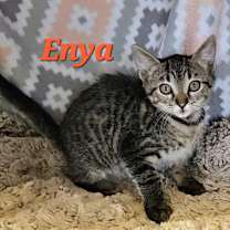 Thumbnail photo of Enya #3