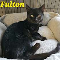 Thumbnail photo of Fulton #1