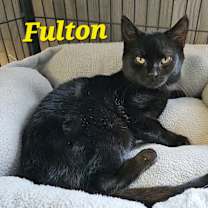 Thumbnail photo of Fulton #2