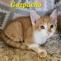Thumbnail photo of Gazpacho #1