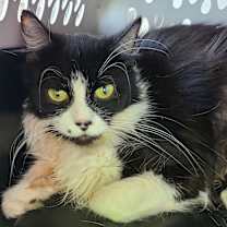 Thumbnail photo of Marilyn #1