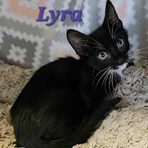 Thumbnail photo of Lyra #1