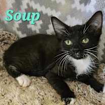 Thumbnail photo of Soup #1