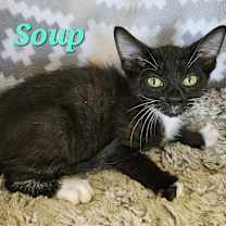 Thumbnail photo of Soup #2
