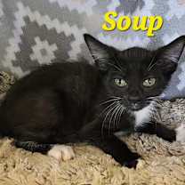 Thumbnail photo of Soup #3