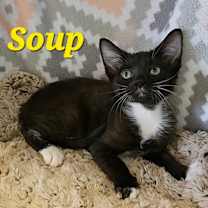 Thumbnail photo of Soup #4