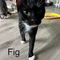 Thumbnail photo of Fig #3