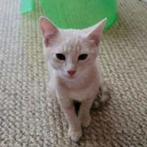 Thumbnail photo of Adama #2