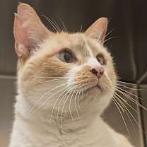 Thumbnail photo of Daphne #3