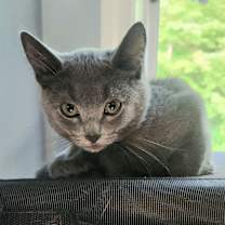 Thumbnail photo of MERLIN #3