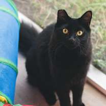 Thumbnail photo of Suki aka Pumyra #2