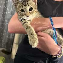 Thumbnail photo of Rafiki #1