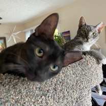 Thumbnail photo of Yoshi #1