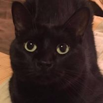 Thumbnail photo of Sheba (fka Momma) #2