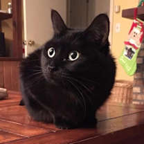 Thumbnail photo of Sheba (fka Momma) #3