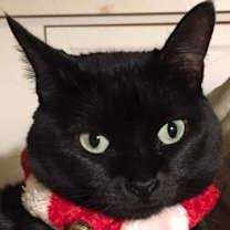 Thumbnail photo of Sheba (fka Momma) #4