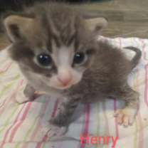 Thumbnail photo of Henry #4
