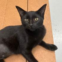 Thumbnail photo of Selena #1