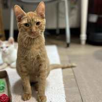 Thumbnail photo of Marmalade #2