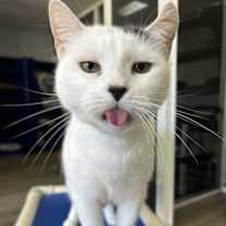 Thumbnail photo of BT (Black Tail) #1