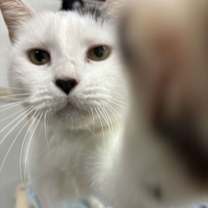 Thumbnail photo of BT (Black Tail) #2