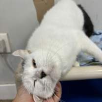 Thumbnail photo of BT (Black Tail) #3