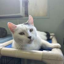 Thumbnail photo of BT (Black Tail) #4