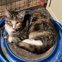 Thumbnail photo of Pineapple bonded(see descript) #3