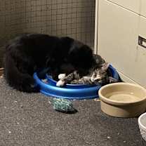 Thumbnail photo of Pineapple bonded(see descript) #4