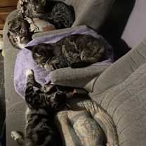 Thumbnail photo of Griffin bonded(see descriptio) #4