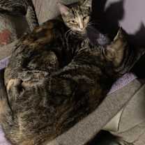 Thumbnail photo of Mango bonded(see description) #1