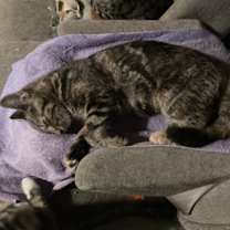 Thumbnail photo of Mango bonded(see description) #2