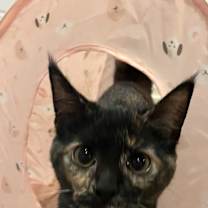 Thumbnail photo of Ivy #1
