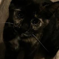 Thumbnail photo of Ivy #2