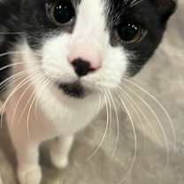 Thumbnail photo of Aspen #1