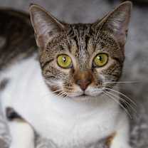 Thumbnail photo of Tiger Lily #2