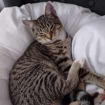 Thumbnail photo of Comet #4