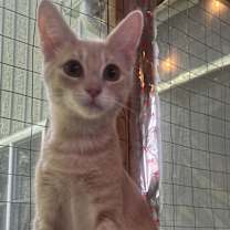 Thumbnail photo of THISTLE #4