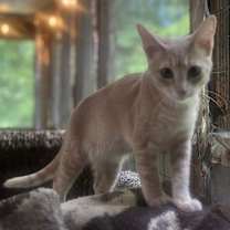 Thumbnail photo of THISTLE #2