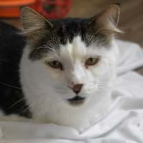 Thumbnail photo of Tommy #3