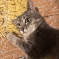 Thumbnail photo of Greycie #3