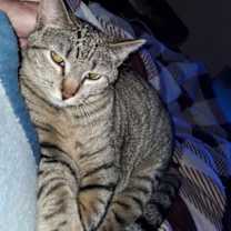 Thumbnail photo of Abby #2