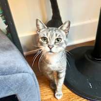 Thumbnail photo of Princess Pitkin #1