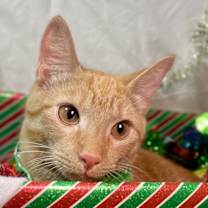 Thumbnail photo of Gingie #1