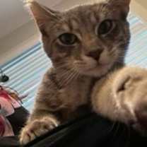 Thumbnail photo of ClOVER #1